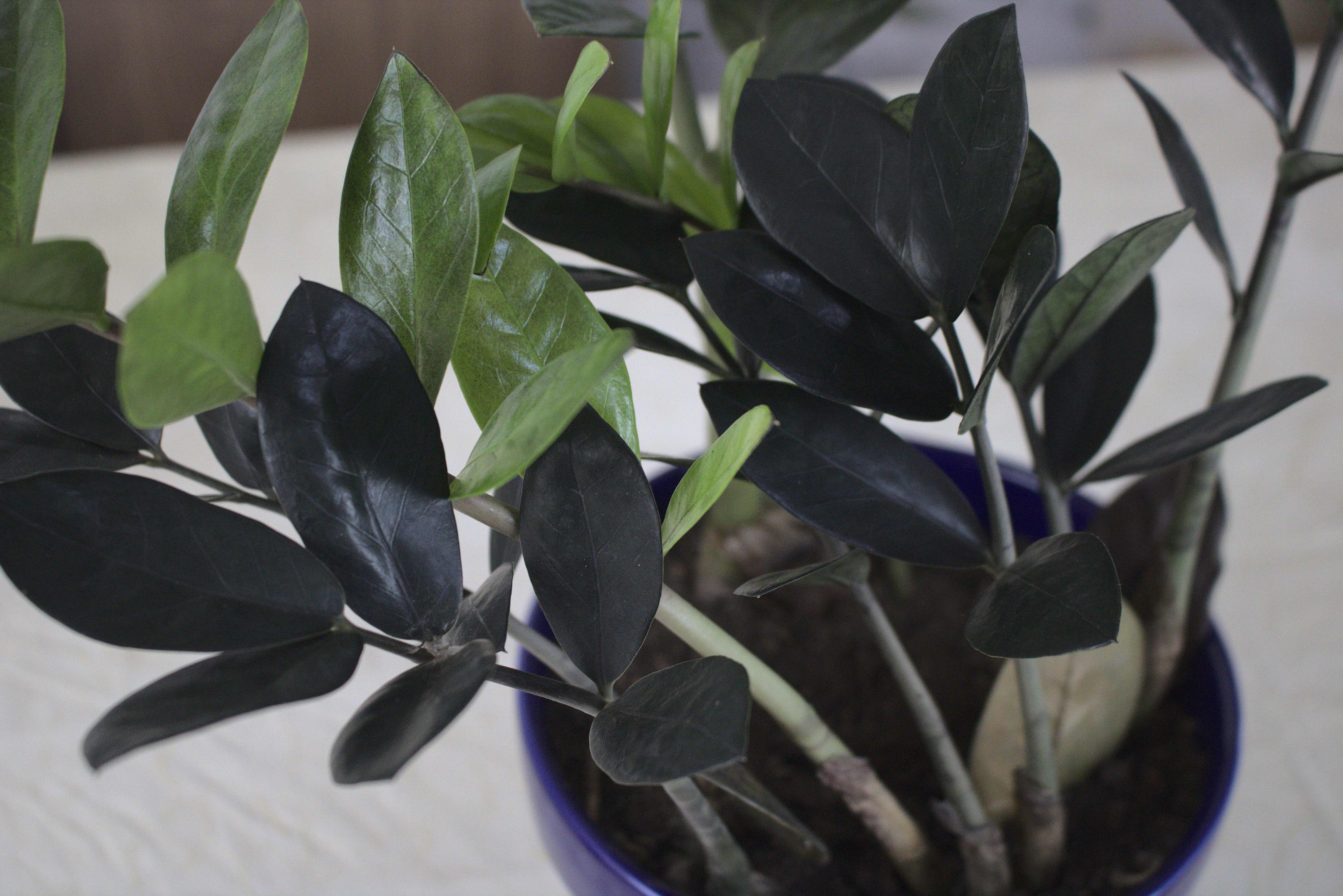 Zamioculca preta: uma planta suculenta rara e muito desejada