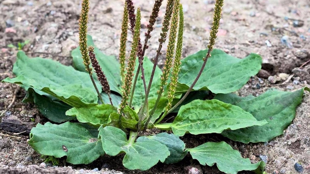 Tanchagem Uma planta medicinal poderosa Mundo Agro