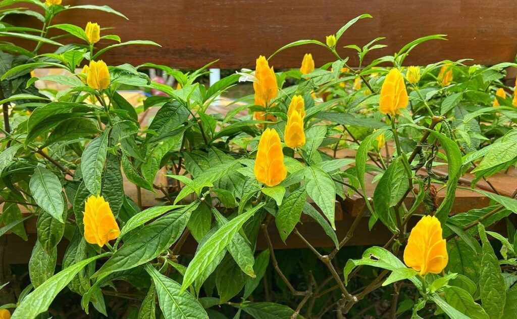 Camarão-amarelo: como cuidar da planta que é um ímã para beija-flores