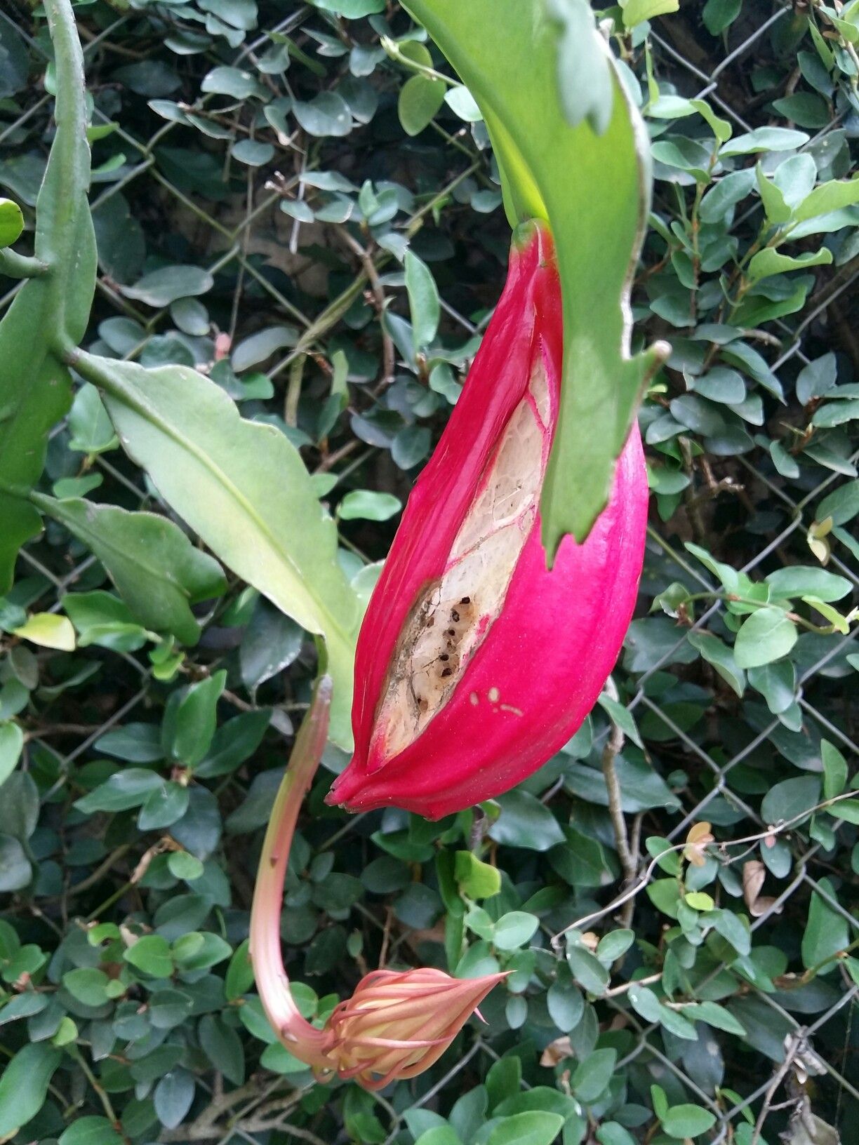 Tudo sobre a Pitaya, a fruta-do-dragão - Mundo Agro