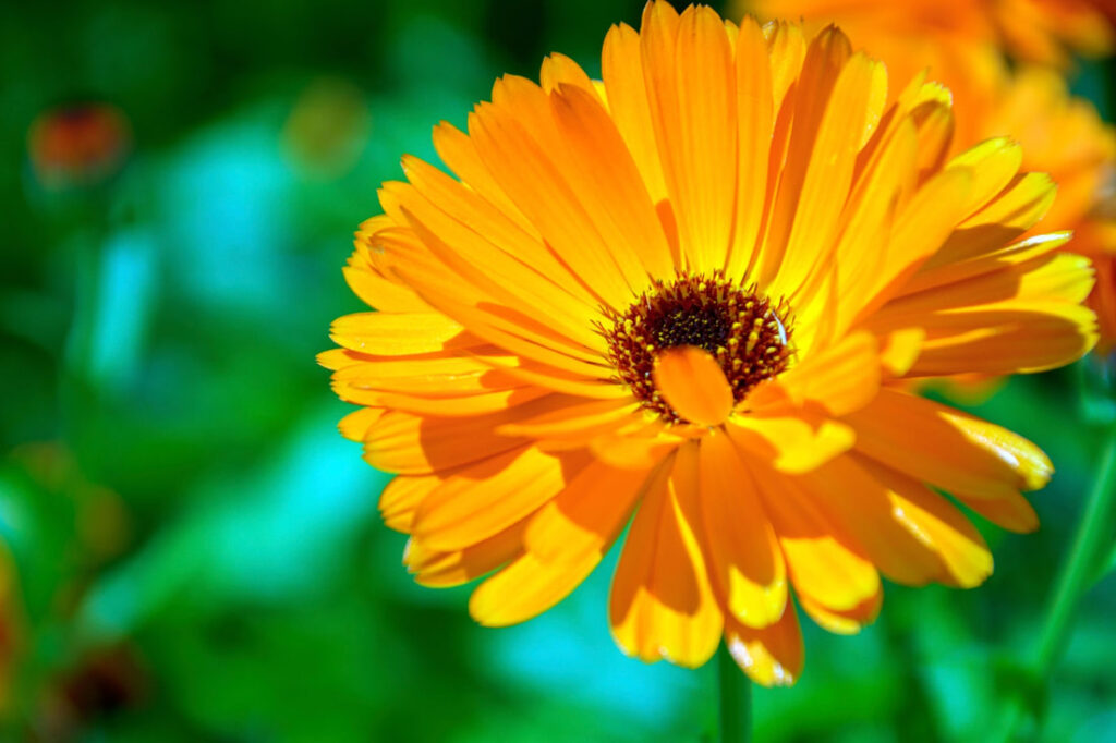 Calêndula: a flor medicinal