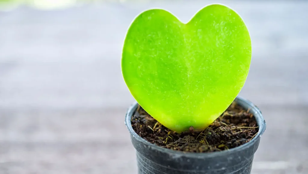 Como cultivar Hoya kerrii, a suculenta-coração