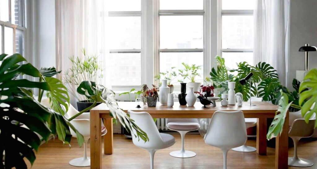 Plantas raras como colecionáveis: transforme sua casa em um “museu vivo”