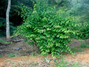 Pereskia aculeata